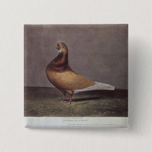 Portrait of a Beard Pigeon 15 Cm Square Badge