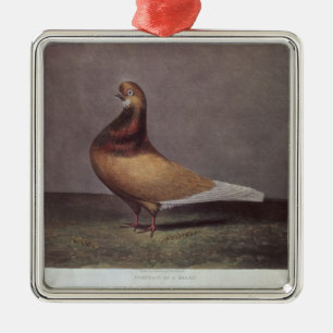 Portrait of a Beard Pigeon Metal Tree Decoration