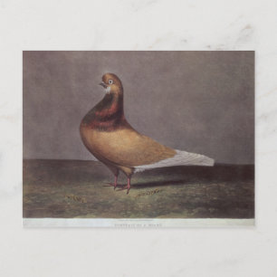 Portrait of a Beard Pigeon Postcard