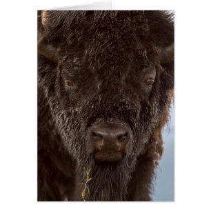 Portrait Of A Bison Bull In The Rain