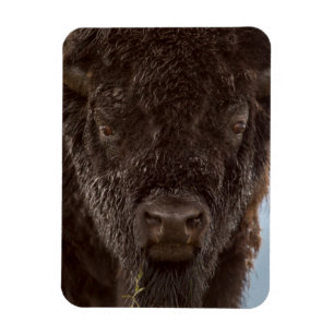 Portrait Of A Bison Bull In The Rain Magnet
