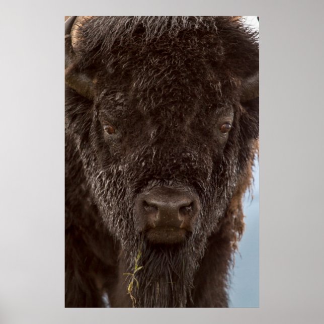 Portrait Of A Bison Bull In The Rain Poster (Front)