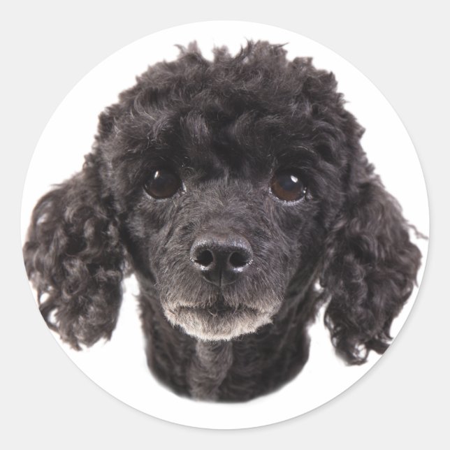Portrait of a black poodle classic round sticker (Front)
