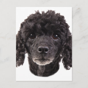 Portrait of a black poodle postcard