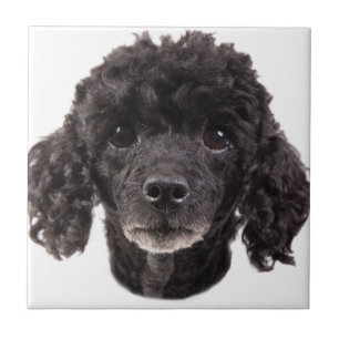 Portrait of a black poodle tile