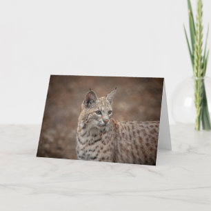 Portrait of a Bobcat Card