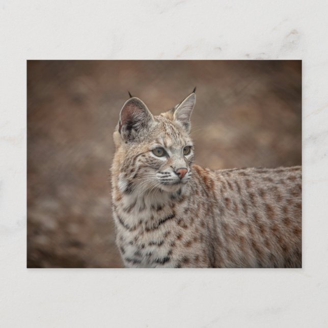 Portrait of a Bobcat Postcard (Front)