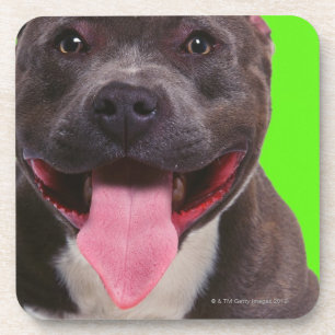 portrait of a bulldog coaster