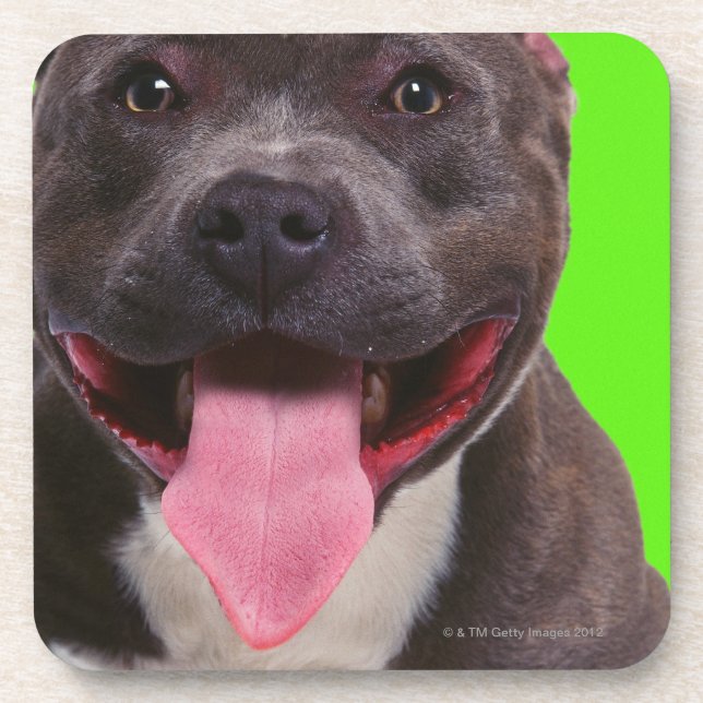 portrait of a bulldog coaster (Front)