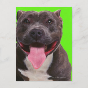 portrait of a bulldog postcard