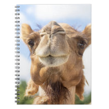 Portrait of a Camel