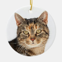 Portrait of a cat