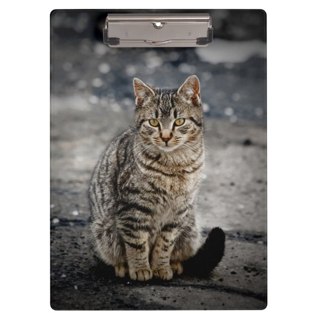 Portrait of a cat clipboard (Front)