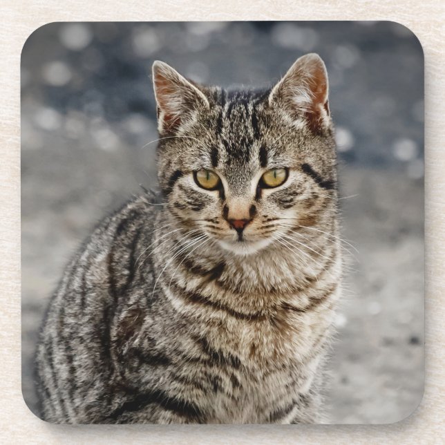 Portrait of a cat coaster (Front)