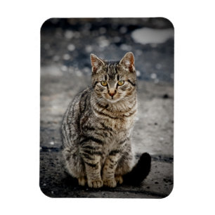 Portrait of a cat magnet