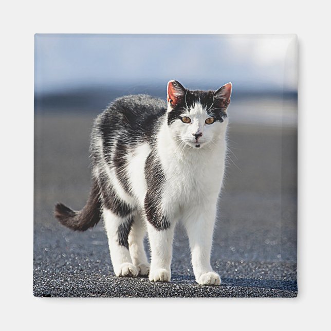 Portrait of a cat magnet (Front)