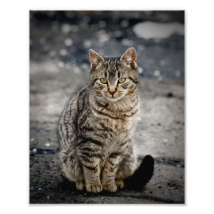 Portrait of a cat photo print