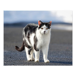 Portrait of a cat photo print