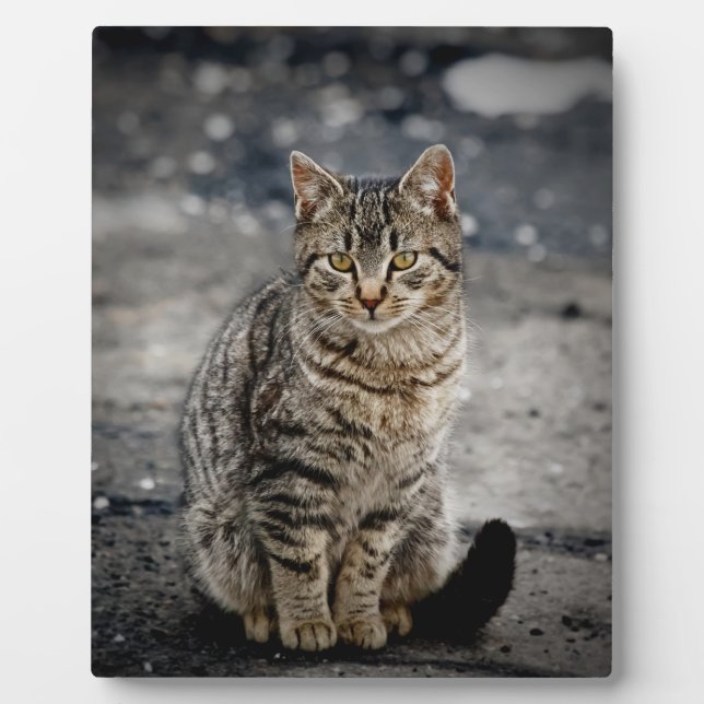 Portrait of a cat plaque (Front)