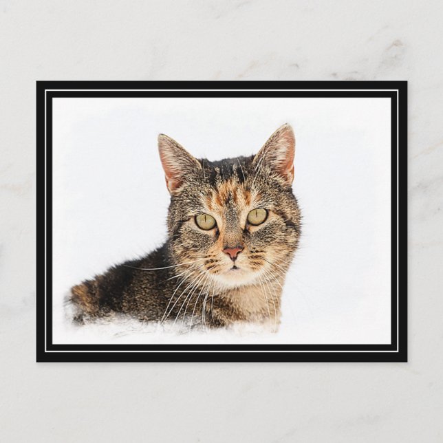 Portrait of a cat postcard (Front)