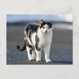 Portrait of a cat postcard