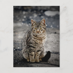 Portrait of a cat postcard