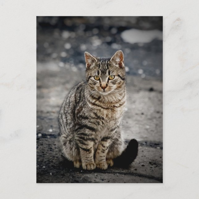 Portrait of a cat postcard (Front)