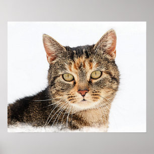 Portrait of a cat poster