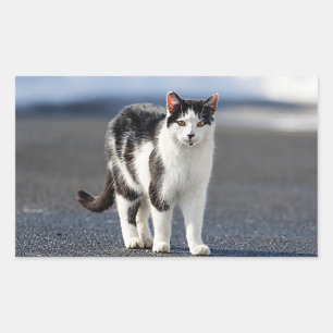 Portrait of a cat rectangular sticker