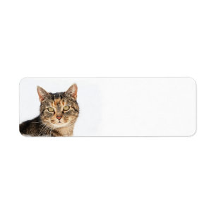 Portrait of a cat return address label