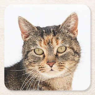 Portrait of a cat square paper coaster