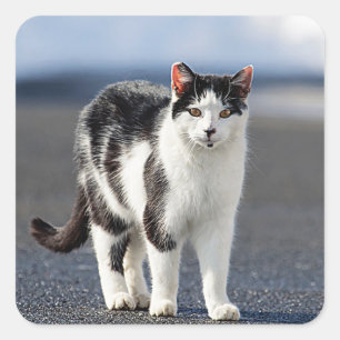 Portrait of a cat square sticker