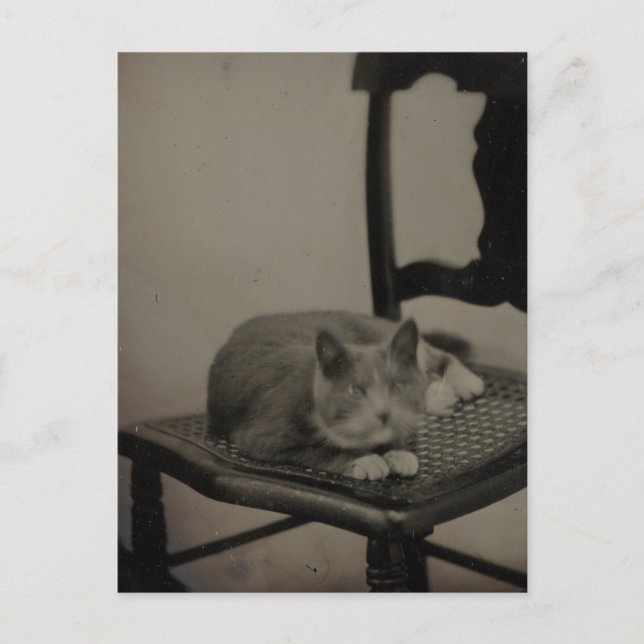 Portrait of a Cat Vintage Photography Postcard (Front)