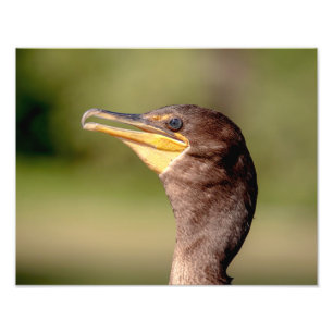Portrait of a Cormorant Photo Print