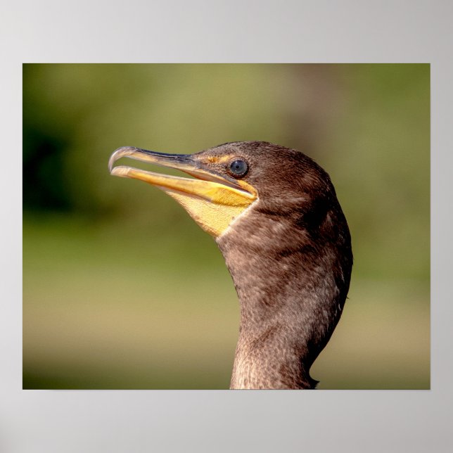 Portrait of a Cormorant Poster (Front)