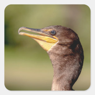Portrait of a Cormorant Square Sticker
