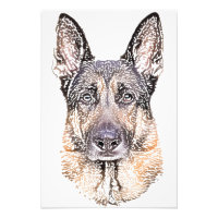 Portrait of a Dog German Shepherd Coloured Sketch