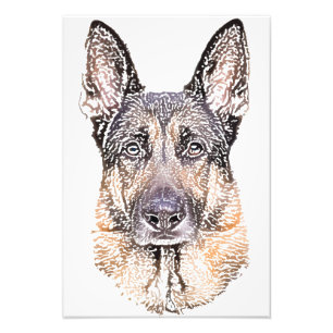 Portrait of a Dog German Shepherd Coloured Sketch Photo Print