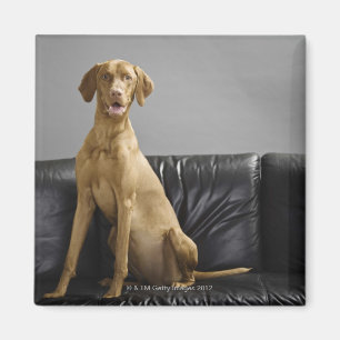 Portrait of a dog magnet