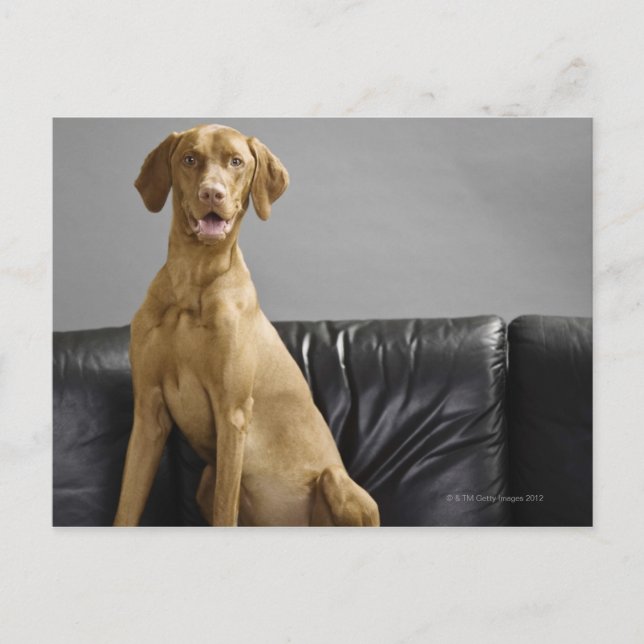 Portrait of a dog postcard (Front)