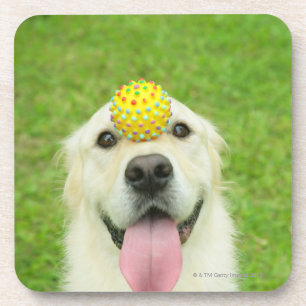 Portrait of a dog with a ball on its nose coaster