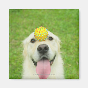 Portrait of a dog with a ball on its nose magnet