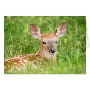 Portrait of a Fawn (white-tailed deer)