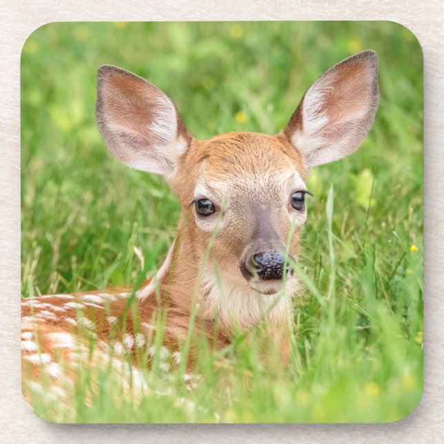 Portrait of a Fawn (white-tailed deer) Coaster (Front)