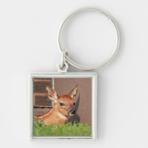 Portrait of a Fawn (white-tailed deer) Key Ring