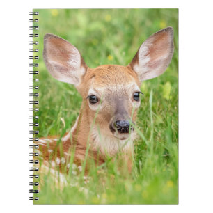 Portrait of a Fawn (white-tailed deer) Notebook