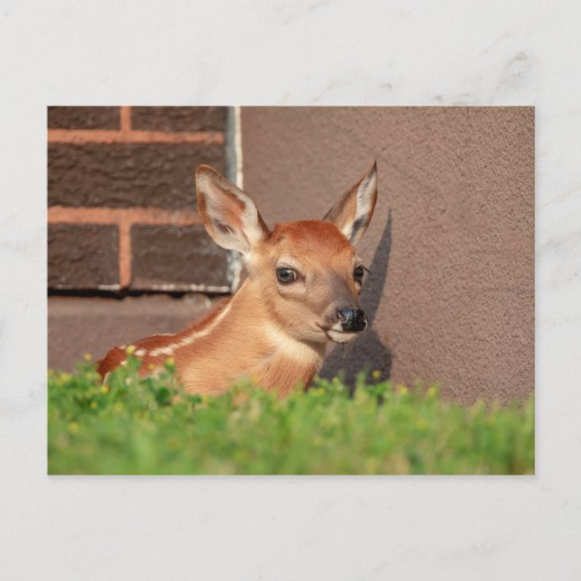 Portrait of a Fawn (white-tailed deer) Postcard (Front)