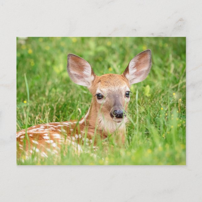 Portrait of a Fawn (white-tailed deer) Postcard (Front)