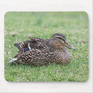 Portrait of a female mallard mouse pad