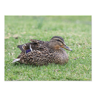 Portrait of a female mallard photo print